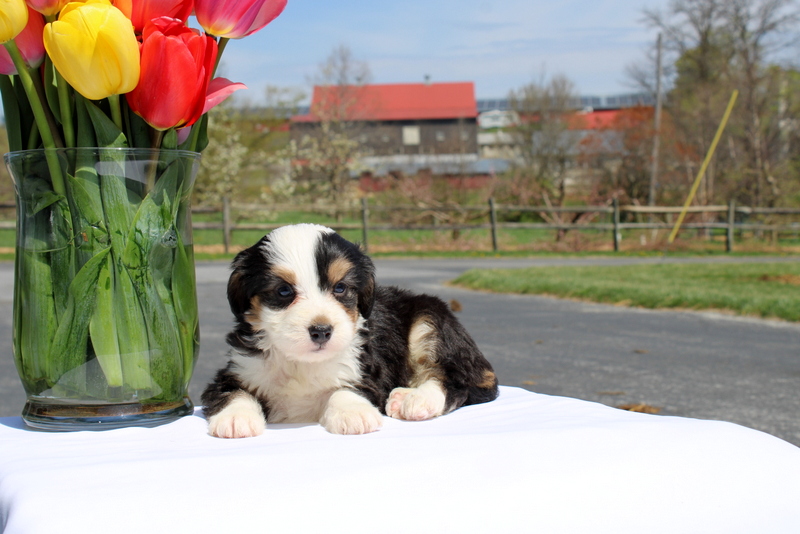 puppy, for, sale, Mini Bernedoodle F2, Matthew B. Stoltzfus, dog, breeder, Gap, PA, dog-breeder, puppy-for-sale, forsale, nearby, find, puppyfind, locator, puppylocator, aca